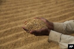 Seorang buruh India mengeringkan tanaman padi di pinggiran Jammu, India, Jumat, 11 Desember 2020. (Foto: AP/Channi Anand)