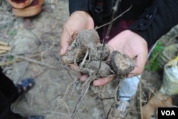 Vegetables grown in the salty soil fail; however, vegetable crops flourish in vertical gardens. Photo: A. Yee for VOA