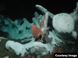 When whales die, their bodies sink to the ocean floor and become habitat for many sea creatures. (Credit: Craig Smith)