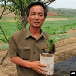 User groups are raising fruit seedlings, which are often not available from the local government forestry nursery.