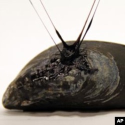 Mussels generate their own self-healing sticky material, which allows them to attach to rocks and to repair tiny tears caused by breaking waves and sand abrasion, but the elastic gel attached to this one was created in the laboratory.