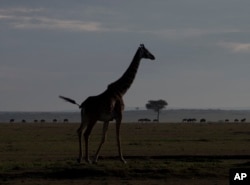 FILE - A giraffe walks near a distant line of wildebeest in Kenya's Maasai Mara Game Reserve, Dec. 4, 2013.