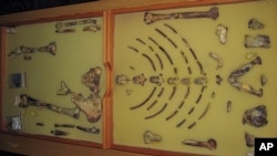 FILE - The framed hominid fossil "Lucy" — the first Australopithecus afarensis skeleton found — is seen at an exhibition at the Ethiopian Natural History Museum in Addis Ababa on Oct. 24, 2006.