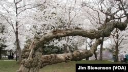 An Old Cherry Tree in DC