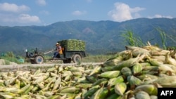 တရုတ်မြန်မာနယ်စပ် ရှမ်းပြည်နယ် မူဆယ်မြို့အနီးတနေရာမှာတွေ့ရတဲ့ ပြောင်းဖူးများ (မေ ၁၅၊ ၂၀၂၀)