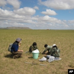 Arianne Cease, left, and field assistants collect grass in a heavily-razed field to test for plant nitrogen, carbon and protein content.