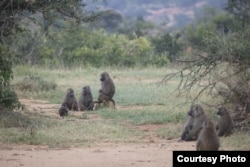 Members of the baboon troop are resting in the shade. (Photo: Rob Nelson)
