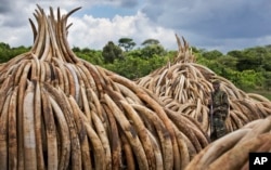 A ranger from the Kenya Wildlife Service stands guard near stacks of ivory in Nairobi National Park, Kenya, April 28, 2016. The ivory — 105 tons of it — plus a ton of rhino horn are to be torched to encourage global efforts to help stop the poaching of el