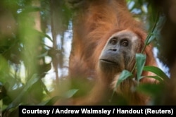 Pongo tapanuliensis, yang teridentifikasi sebagai spesies baru orangutan diperlihatkan, ditemukan di Sumatera di mana populasi kecil menghuni Hutan Batang Toru, menurut peneliti, 2 November 2017. (Foto: via Reuters)