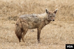 A Jackal at the Ngorongoro Conservation Area illustrates how modern cursorial canids look. (Credit: Daniel Montero López with Borja Figueirido)