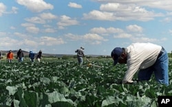FILE - In this June 1, 2011 photo, indigenous Mexican farm workers cut weeds in a cabbage field near King City, Calif. Many of the farm workers live in nearby Greenfield, where their large presence has caused tensions among the more established residents, many o