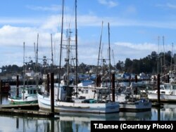 Fishing boats and trawlers berthed at docks in Newport, Oregon. The commercial fishing fleets in Oregon and Washington state remain overwhelming male-dominated.