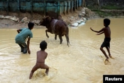 Rohingya children shower a cow before it is sacrificed for Eid al-Adha in Kutupalong refugee camp in Cox’s Bazar, Bangladesh, Aug. 22, 2018.