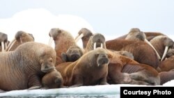 U.S. Ecosystems Threatened by Climate Change