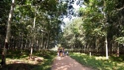 La Côte d’Ivoire face au changement climatique