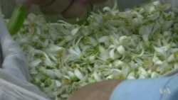 Afghans Smell Profits in Orange Blossom Perfume