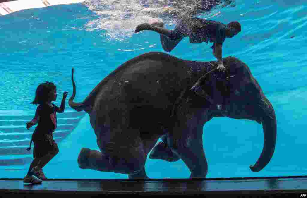 Seorang anak perempuan menonton Saen Dao, seekor gajah betina berusia 8 tahun dan pawangnya melakukan pertunjukan di dalam air di kebun binatang di Chonburi, Bangkok selatan.