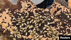 A hive of wild bees is photographed where volunteer farmers work to relocate them, protecting them from the lack of flowering caused by drought and attacks by people who consider them aggressive, in Santa Ana Zegache, Mexico April 30, 2024.