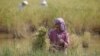 A Cambodian farmer ties a bundle of rice during the rice harvesting season in Trapaing Mean village on the outskirts of Phnom Penh.