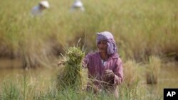A Cambodian farmer ties a bundle of rice during the rice harvesting season in Trapaing Mean village on the outskirts of Phnom Penh.