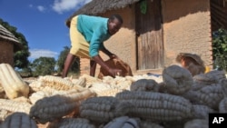 FILE - A woman gathers maize she harvested on the outskirts of Harare, Zimbabwe, Oct. 16, 2012. The UN Food and Agriculture Organization says chronic hunger remains highest in sub-Saharan Africa, where one in four people are malnourished. 