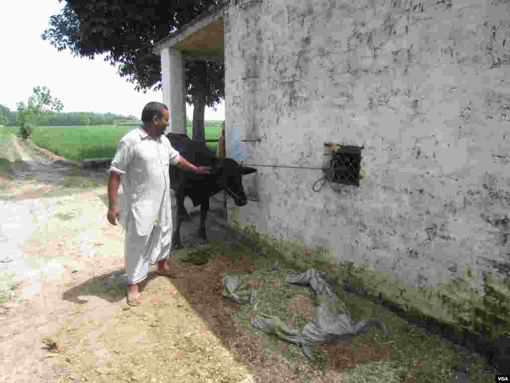 Farmer Chaudhry Rajinder Singh tending to cattle at a farm near the town of Indri in India&#39;s Haryana state. (Aru Pande/VOA)
