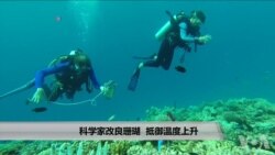 科学家改良珊瑚 抵御温度上升