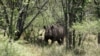 Zimbabwe Dehorns Rhino to Fight Poaching