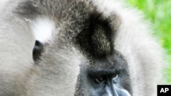 Endangered primate Mandrillus leocophaeus. 