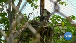 How Pakistan is Slowly Saving Endangered Vultures