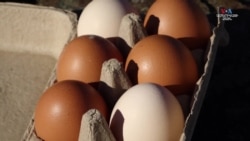 Թռչնագրիպի պատճառով ձվի թանկացումները մտահոգություն են առաջացնում ԱՄՆ մանրածախ վաճառողների և սպառողների շրջանում