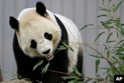 Bao Li, seekor panda jantan, memakan daun bambu saat dia diperkenalkan ke publik di Kebun Binatang Nasional, 24 Januari 2025, di Washington. (Foto: John McDonnell/AP Photo)