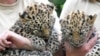 Rare Amur Leopard Cubs Go On View at Zoo; No Names Yet
