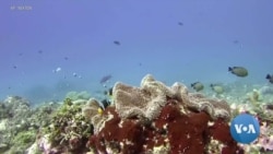 Seychelles Leader Pleads for Action on Climate Change