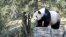 Giant Pandas to Stay in US Zoo Five More Years