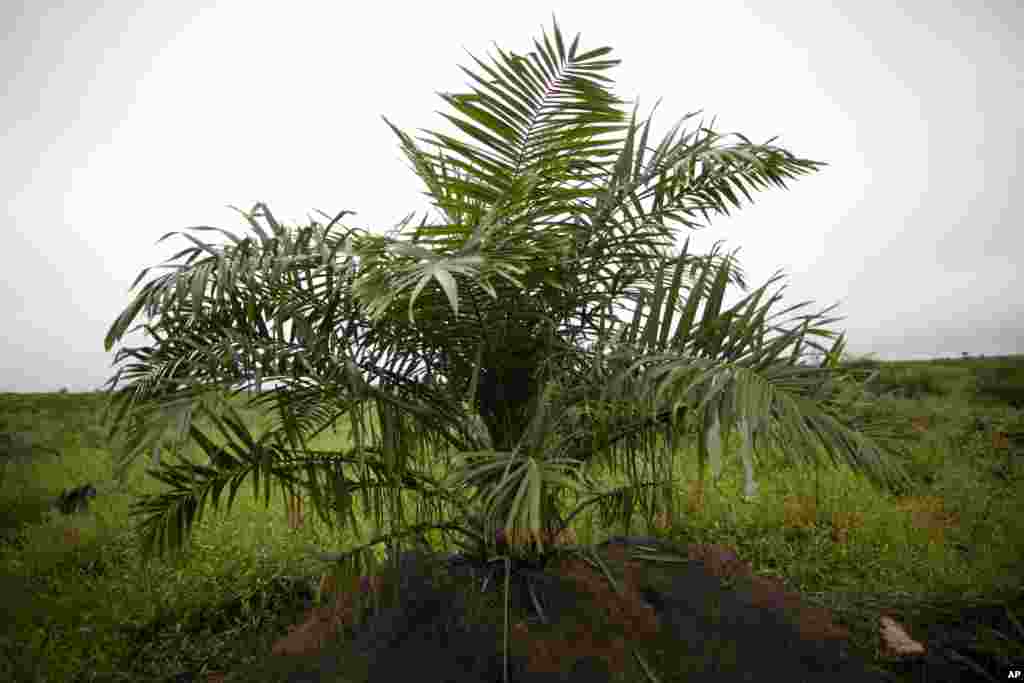 Palm Oil production has increased by 400% over twenty years.&nbsp; Consumers are increasing demands for traceable deforestation-free palm oil. Plantations could use degraded lands instead of taking over forested areas to plant the crop.