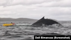 Tangkapan layar video Adrian Simancas setelah dimuntahkan oleh ikan paus. (Foto: AP/Dell Simancas)