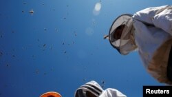 Men in beekeeper's outfits stand near beehives at an apiary, in Casablanca, Chile October 4, 2019. (REUTERS/Rodrigo Garrido)