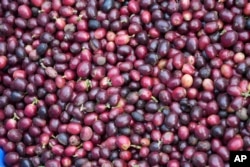 Coffee beans are seen in basket after being picked at a coffee farm in Dak Lak province, Vietnam, on Feb. 1, 2024. (AP Photo/Hau Dinh)
