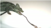 Tiny Chameleon Has ‘Sports Car’ Tongue