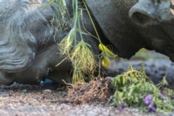 A defaced statue of Queen Elizabeth II lies after being toppled during a rally outside the provincial legislature on Canada Day in Winnipeg, Manitoba, Canada, July 1, 2021.