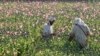Afghan Opium Production Increases by 87 Percent 