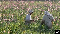 FILE - Afghan farmers harvest raw opium at a poppy field in Zhari district of southern Kandahar province, Afghanistan, April 11, 2016.