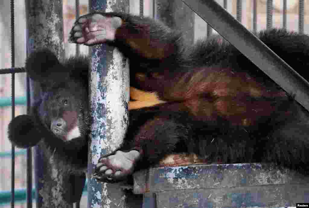 Streltsov ដែល​ជា​សត្វ​ខ្លា​ឃ្មុំ​ហិមាល័យ​អាយុ​មួយ​ឆ្នាំ​លេង​នៅ​ខាងក្រៅ​ទ្រុង​ខណ​ដែល​ម្តាយ​របស់​ខ្លួន​កំពុង​ដេក​នៅ​ក្នុង​សួន​សត្វ Royev Ruchey ក្នុង​ទីក្រុង​ Krasnoyarsk ប្រទេស​រុស្ស៊ី​កាលពី​ថ្ងៃទី​០៥ ខែមីនា ឆ្នាំ​២០១៩។