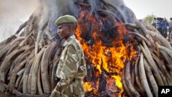 File - A ranger from the Kenya Wildlife Service walks past 15 tons of elephant tusks which were set on fire, during an anti-poaching ceremony at Nairobi National Park, March 2015.