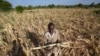 UN agency raises 20% of needed African drought aid