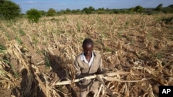 FILE - James Tshuma, a farmer in Mangwe district in southwestern Zimbabwe, stands in the middle of his dried up crop field amid a drought in Zimbabwe, March, 22, 2024. The World Food Program said on Aug. 6 that it had raised 20% of aid funding needed for Southern African nations.