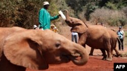 L'orphelinat des éléphants David Sheldrick au parc national de Nairobi, Kenya, 18 septembre 2017.