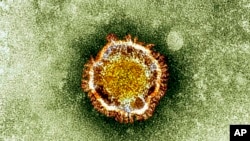 This undated image released by the British Health Protection Agency shows an electron microscope image of a coronavirus.