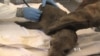 Rescuers Work to Save Wildlife Affected by California Oil Spill